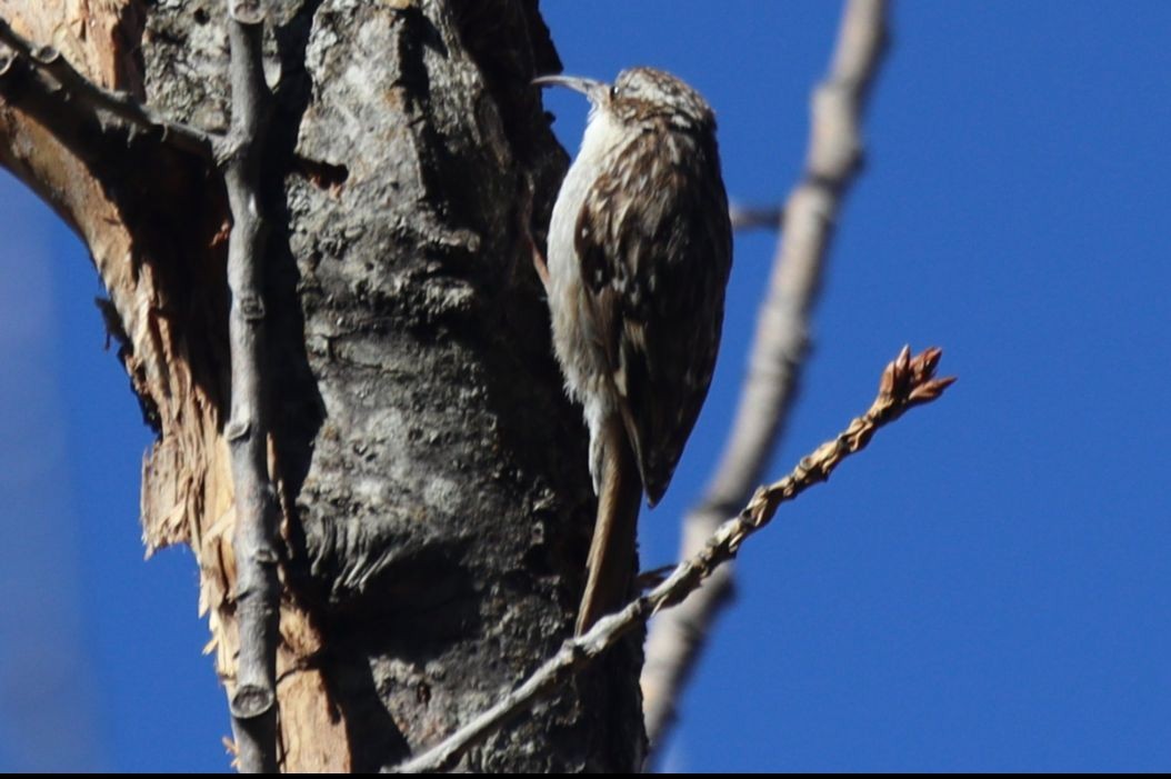 Short-toed Treecreeper - ML638229002