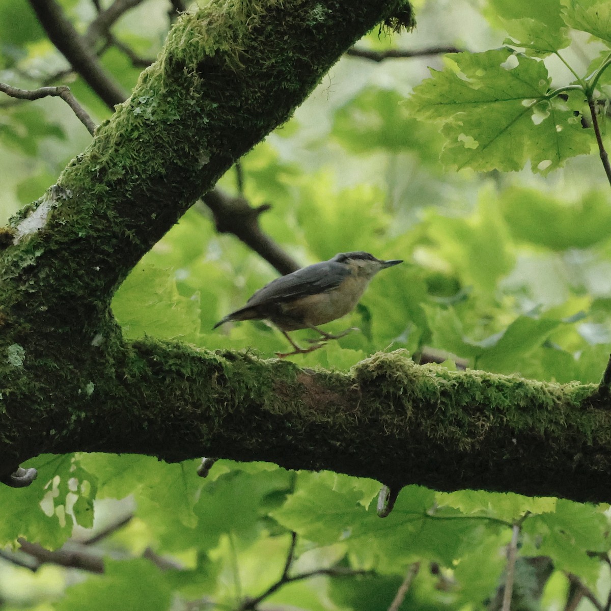 Eurasian Nuthatch - ML638229006