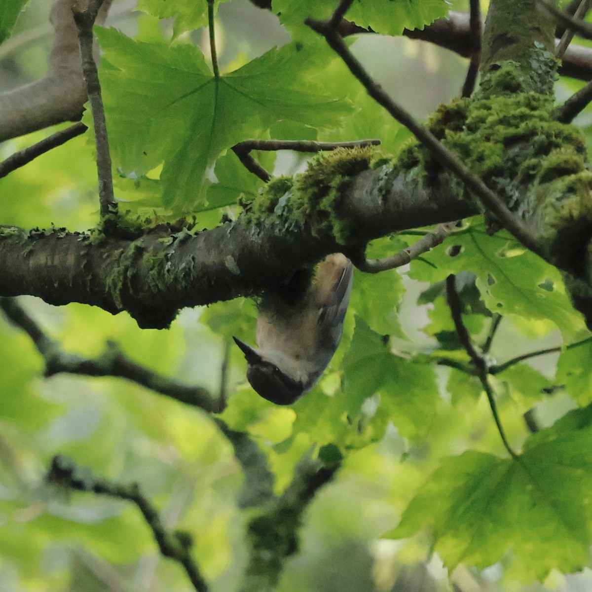 Eurasian Nuthatch - ML638229010