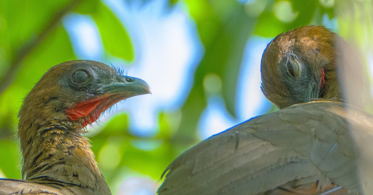 Chestnut-winged Chachalaca - ML638229011