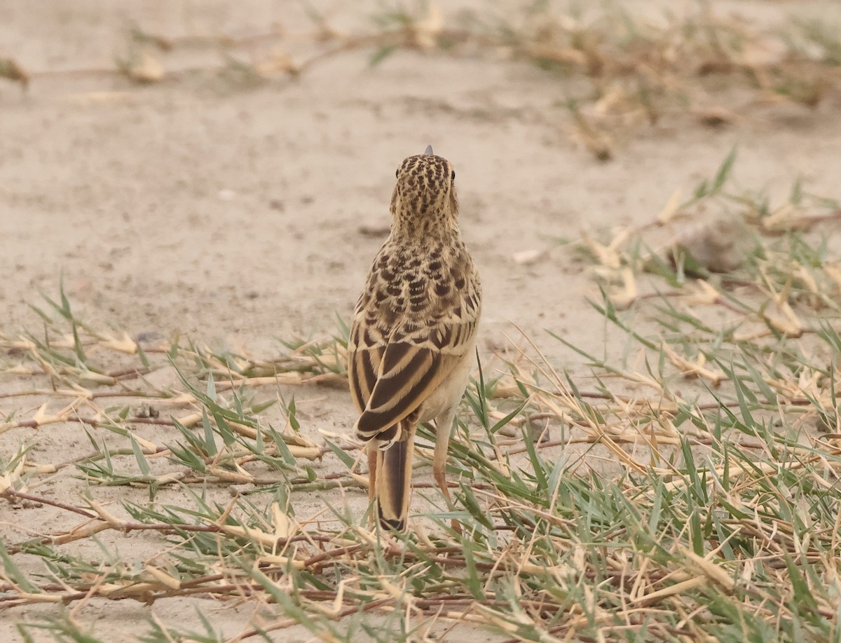 Paddyfield Pipit - ML638229024