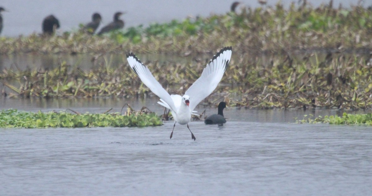 Andean Gull - ML638229044