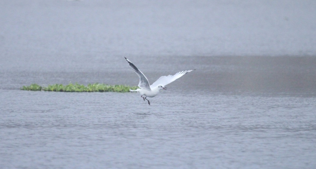 Andean Gull - ML638229045