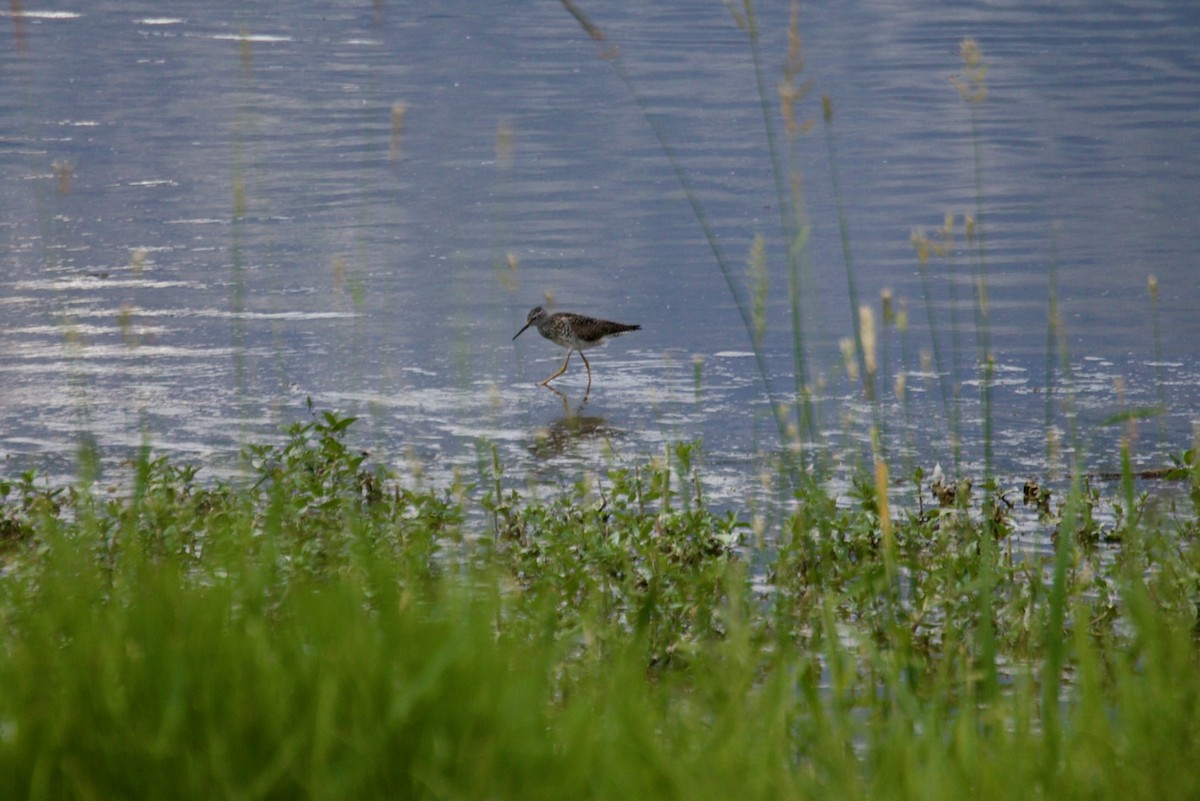 Greater Yellowlegs - ML638229047