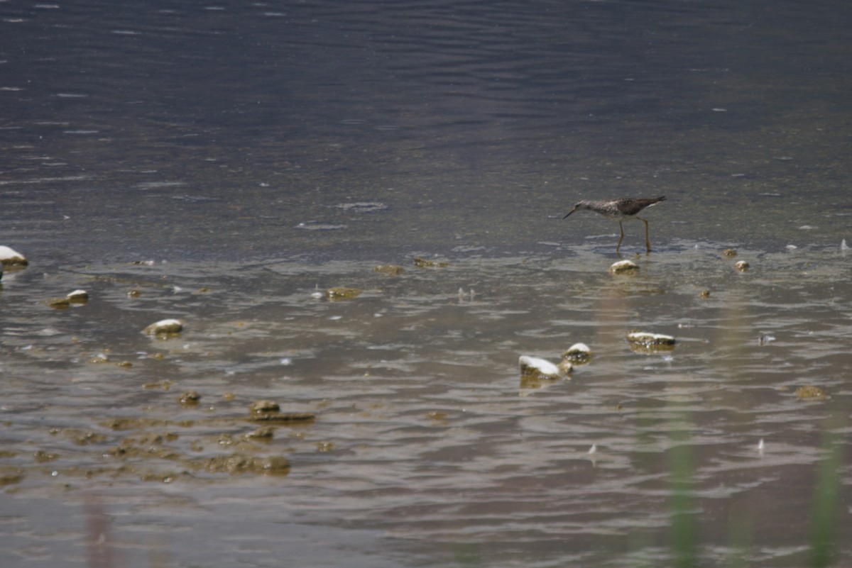 Greater Yellowlegs - ML638229048