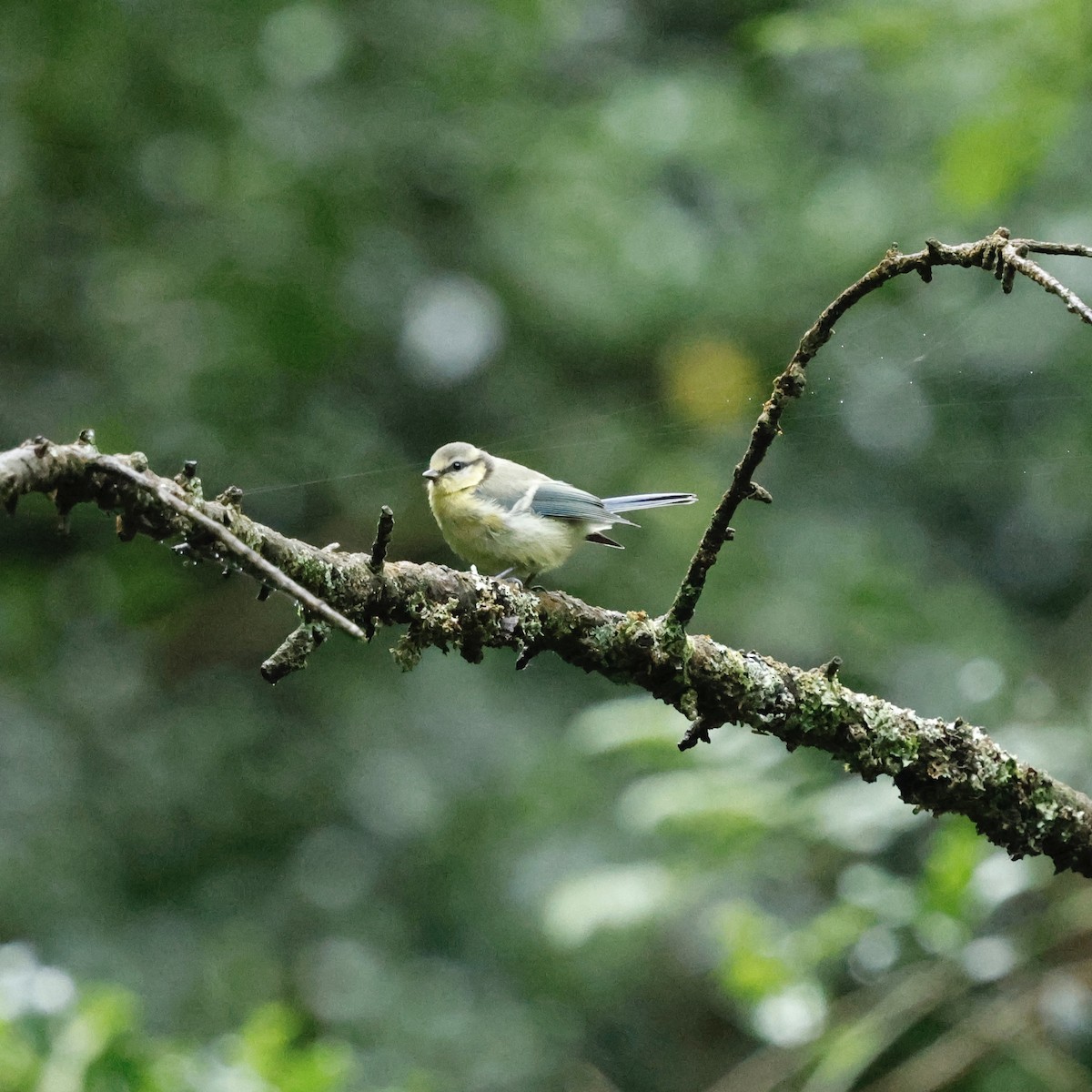 Eurasian Blue Tit - ML638229060