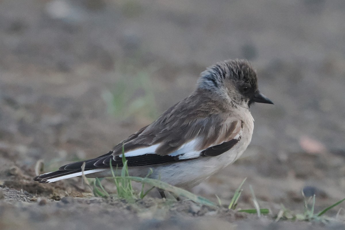 White-winged Snowfinch - ML638229065