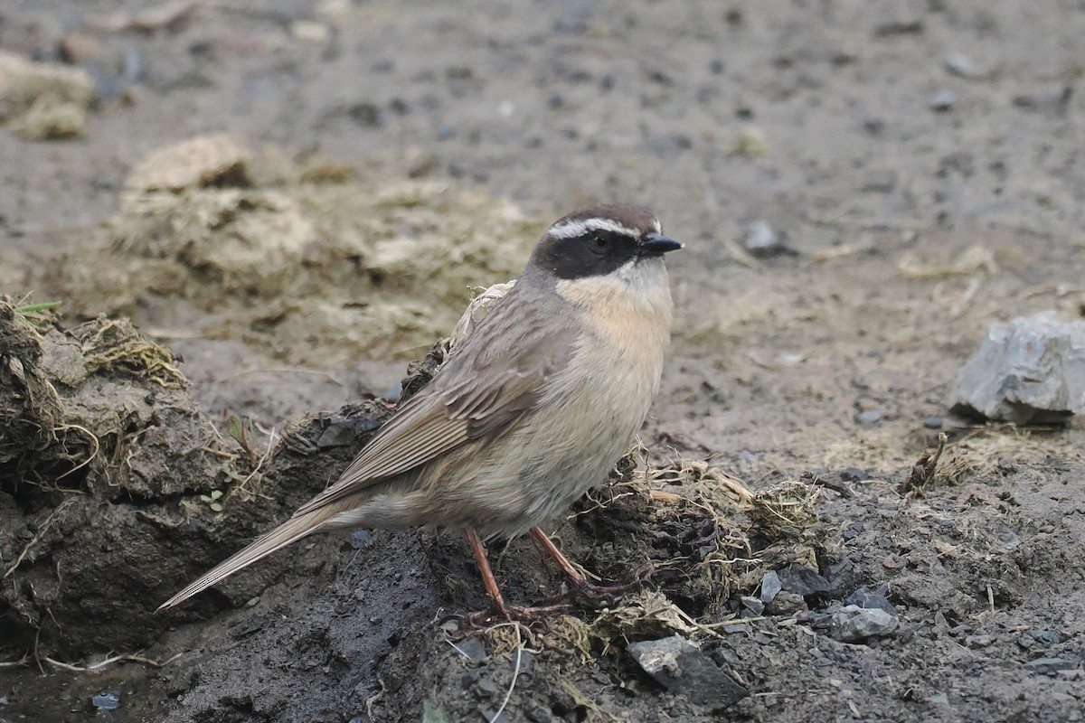 Brown Accentor - ML638229068
