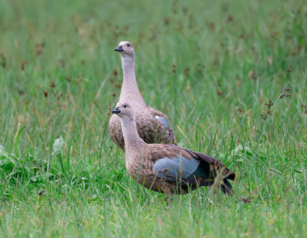 Blue-winged Goose - ML638229078