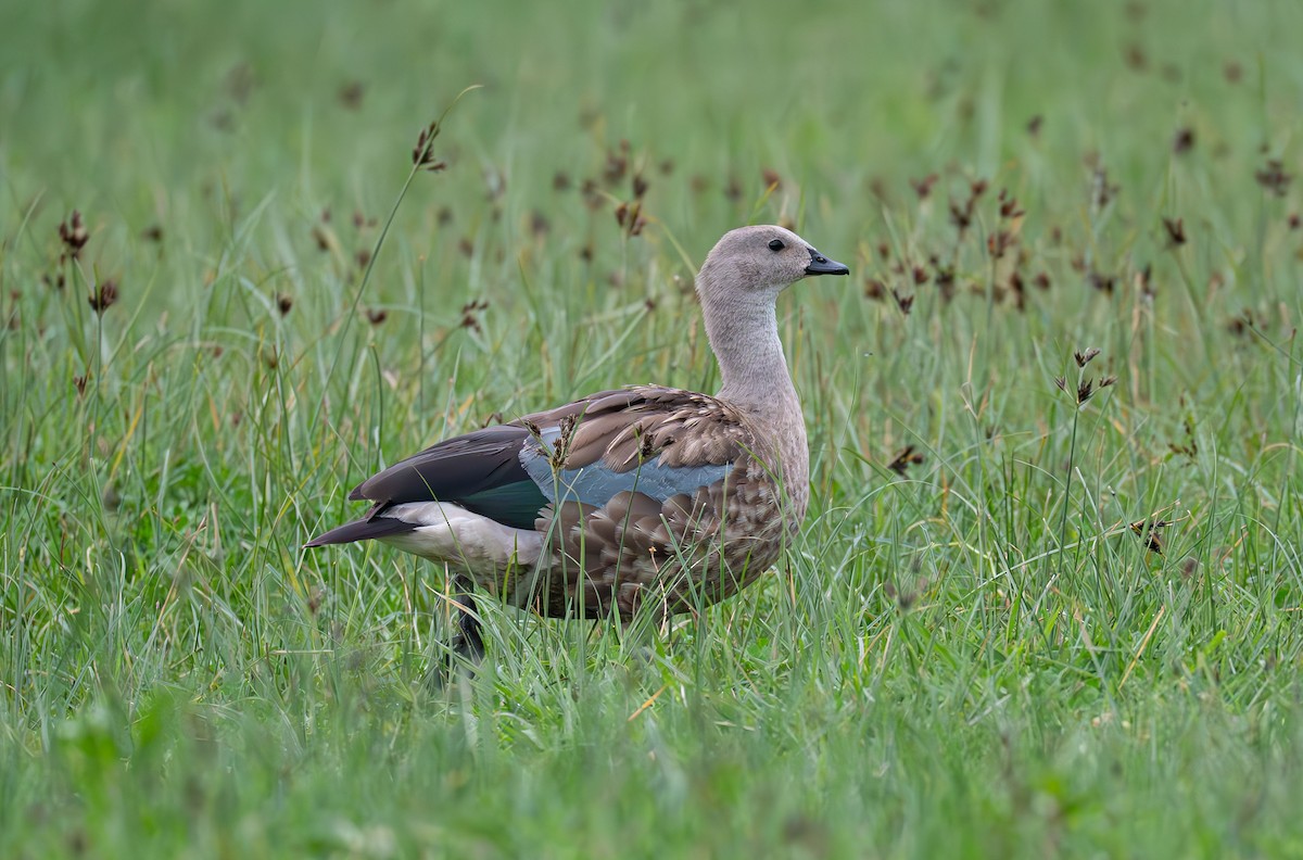 Blue-winged Goose - ML638229079