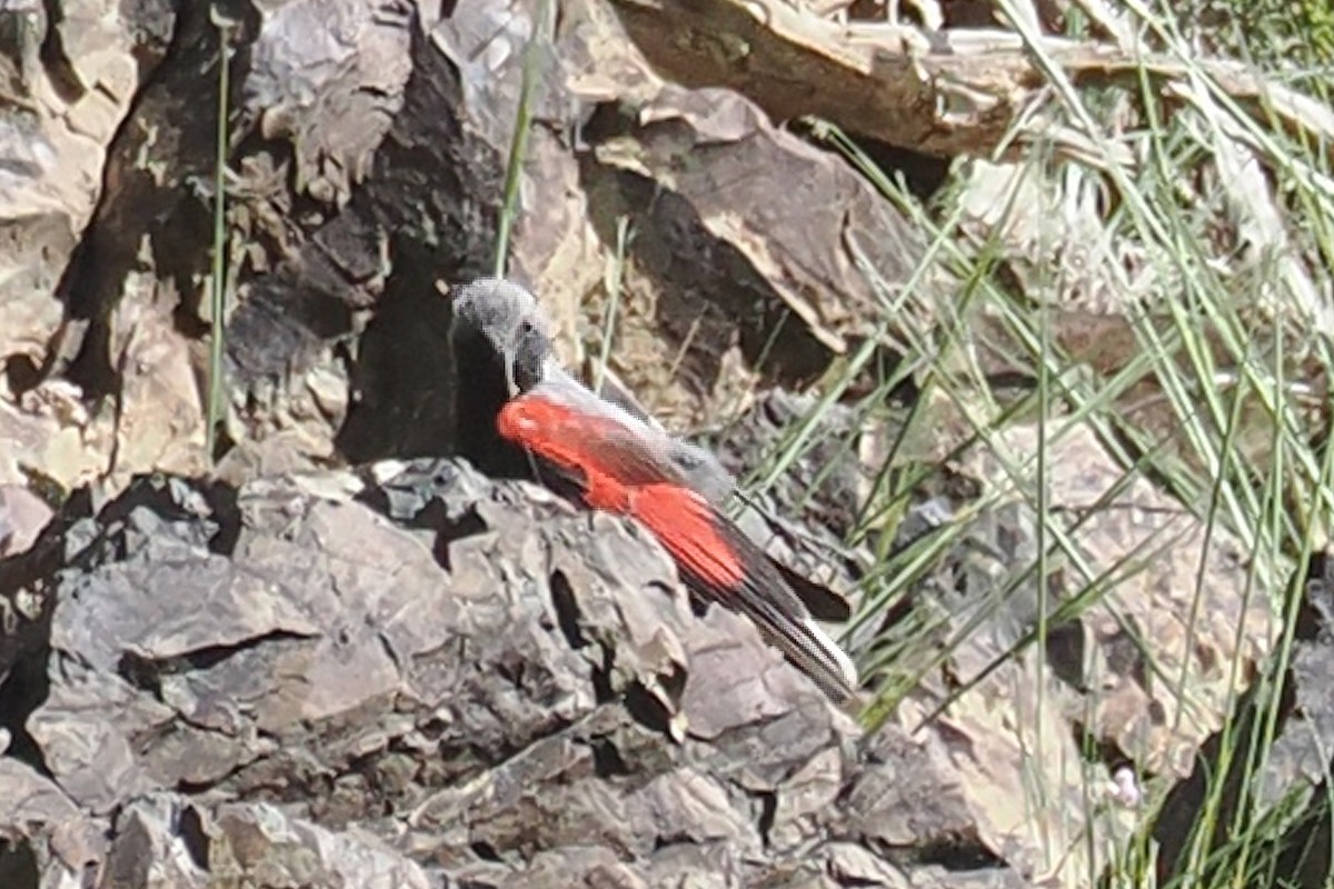 Wallcreeper - ML638229084