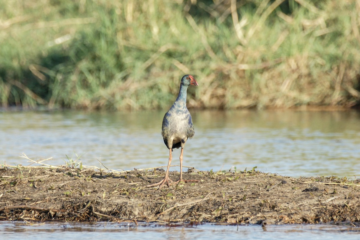 African Swamphen - ML638229086