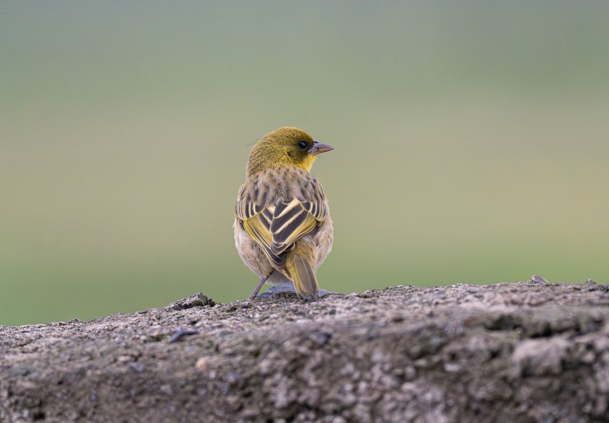 Baglafecht Weaver - ML638229093