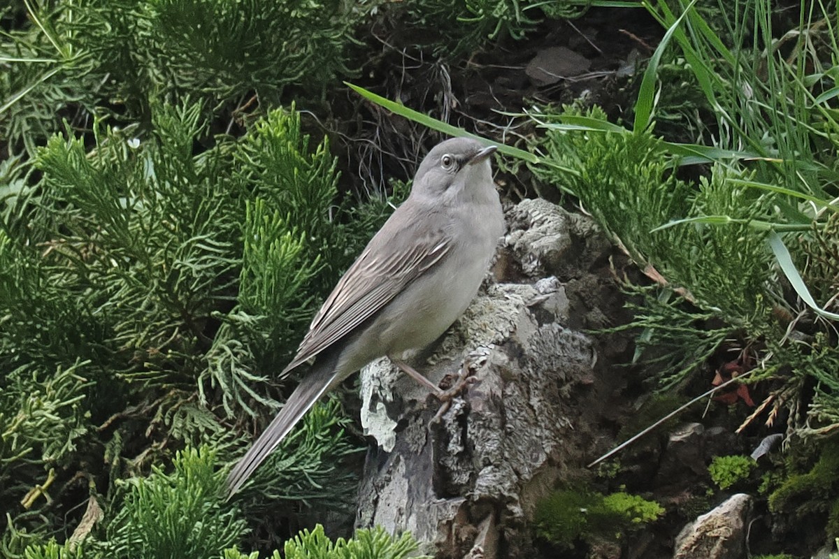Lesser Whitethroat - ML638229100