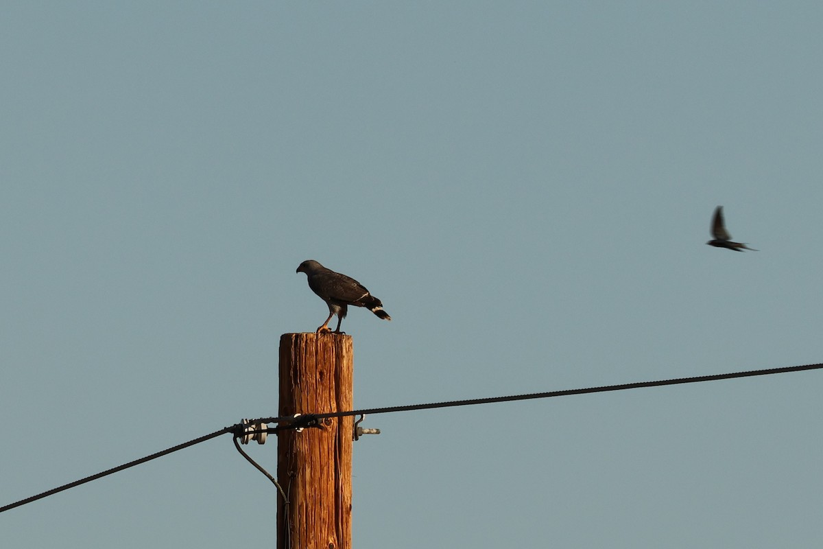 Gray Hawk - ML638229123