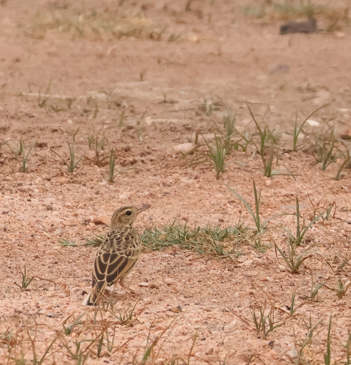 Paddyfield Pipit - ML638229144