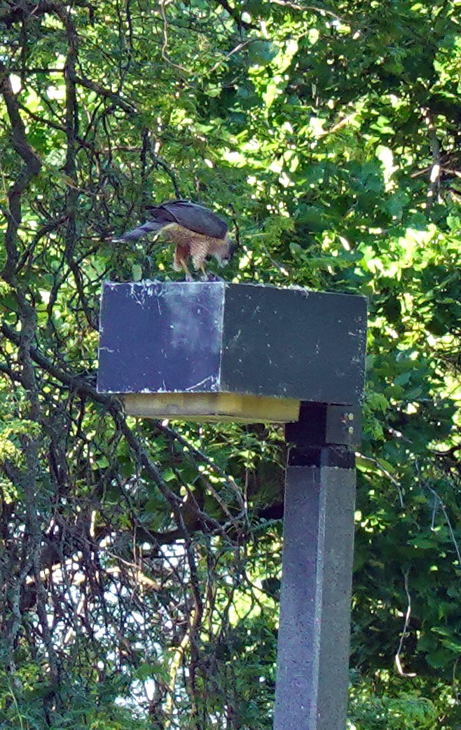 Cooper's Hawk - ML638229169