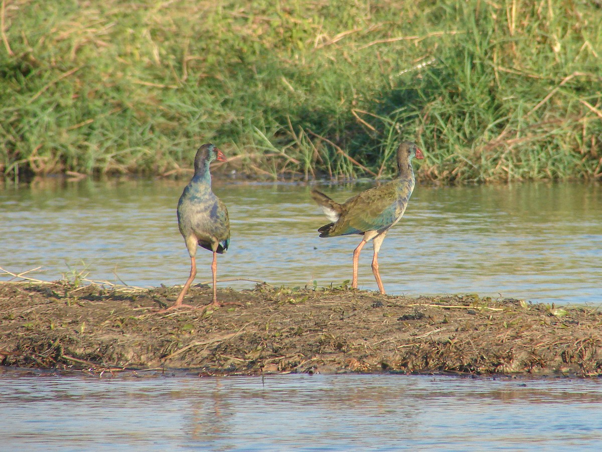 African Swamphen - ML638229178