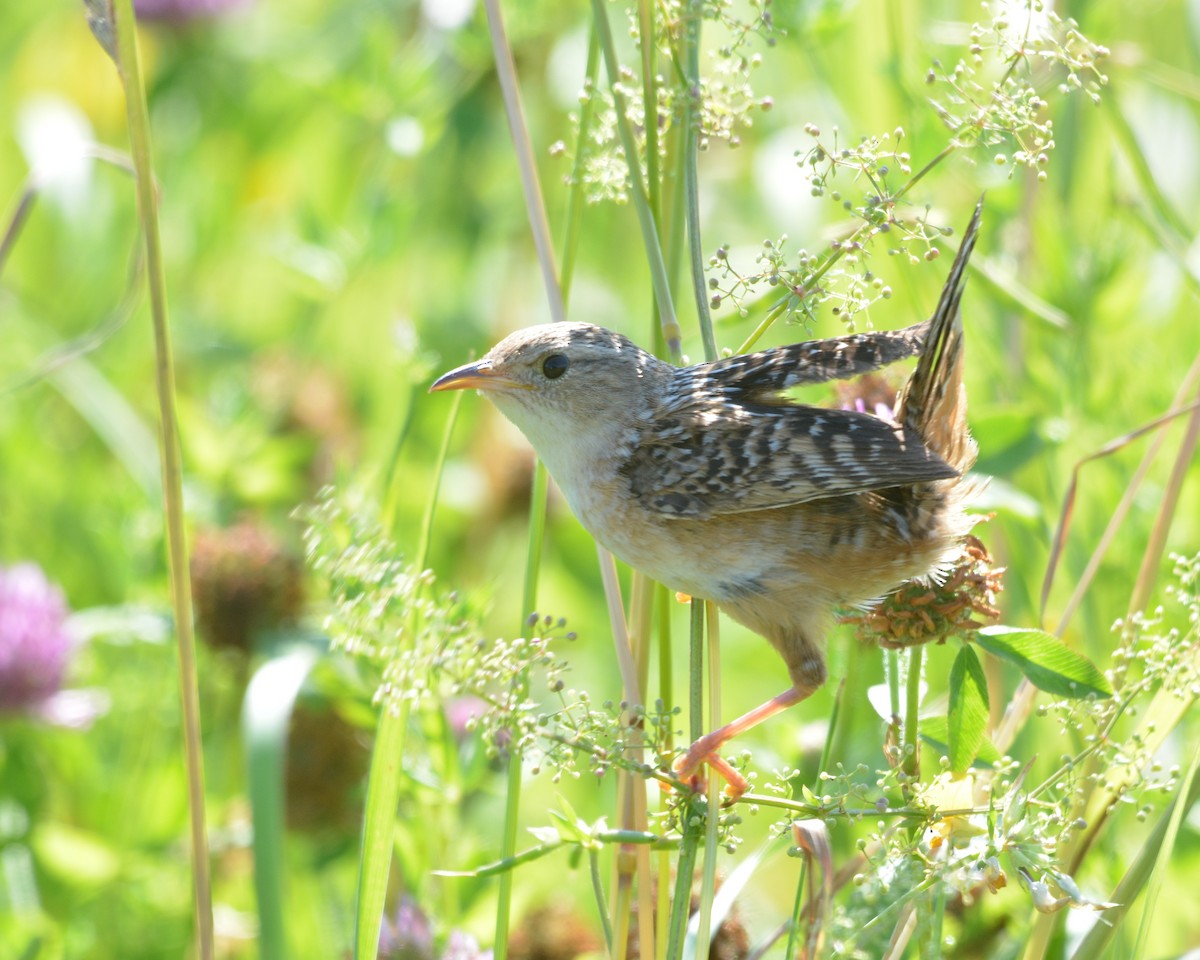 Sedge Wren - ML638229189