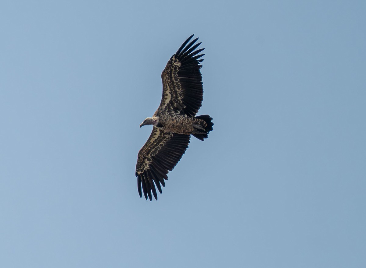 Rüppell's Griffon - ML638229204