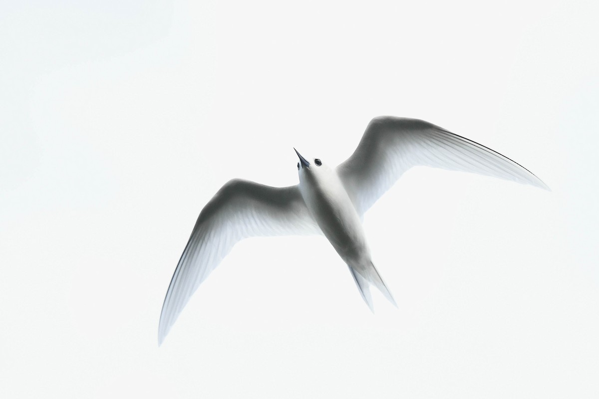 White Tern - ML638229207