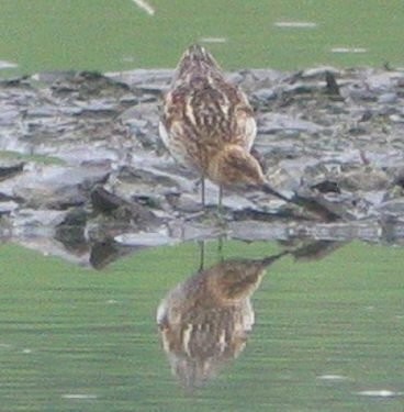 Little Stint - ML638229211