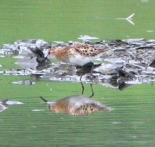 Little Stint - ML638229212