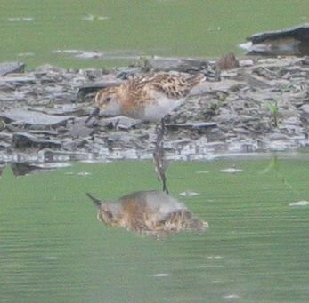 Little Stint - ML638229213