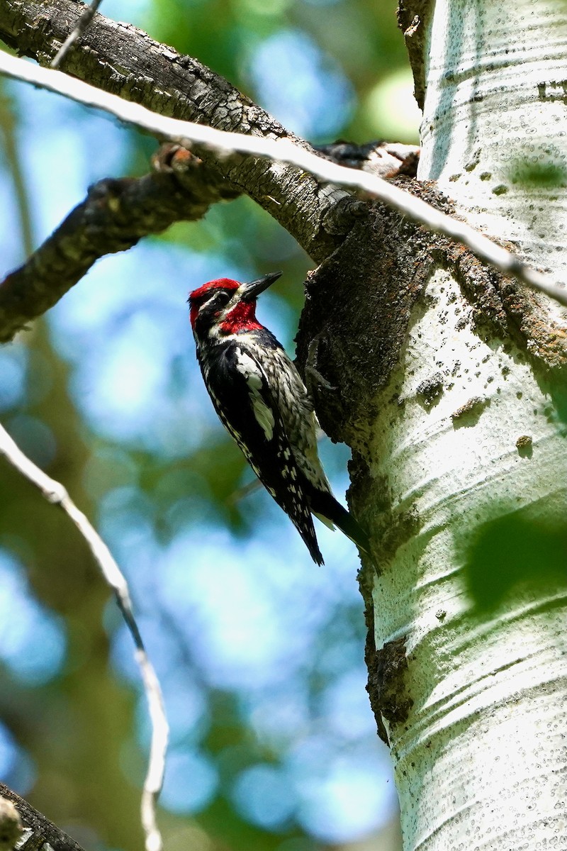 Red-naped Sapsucker - ML638229226