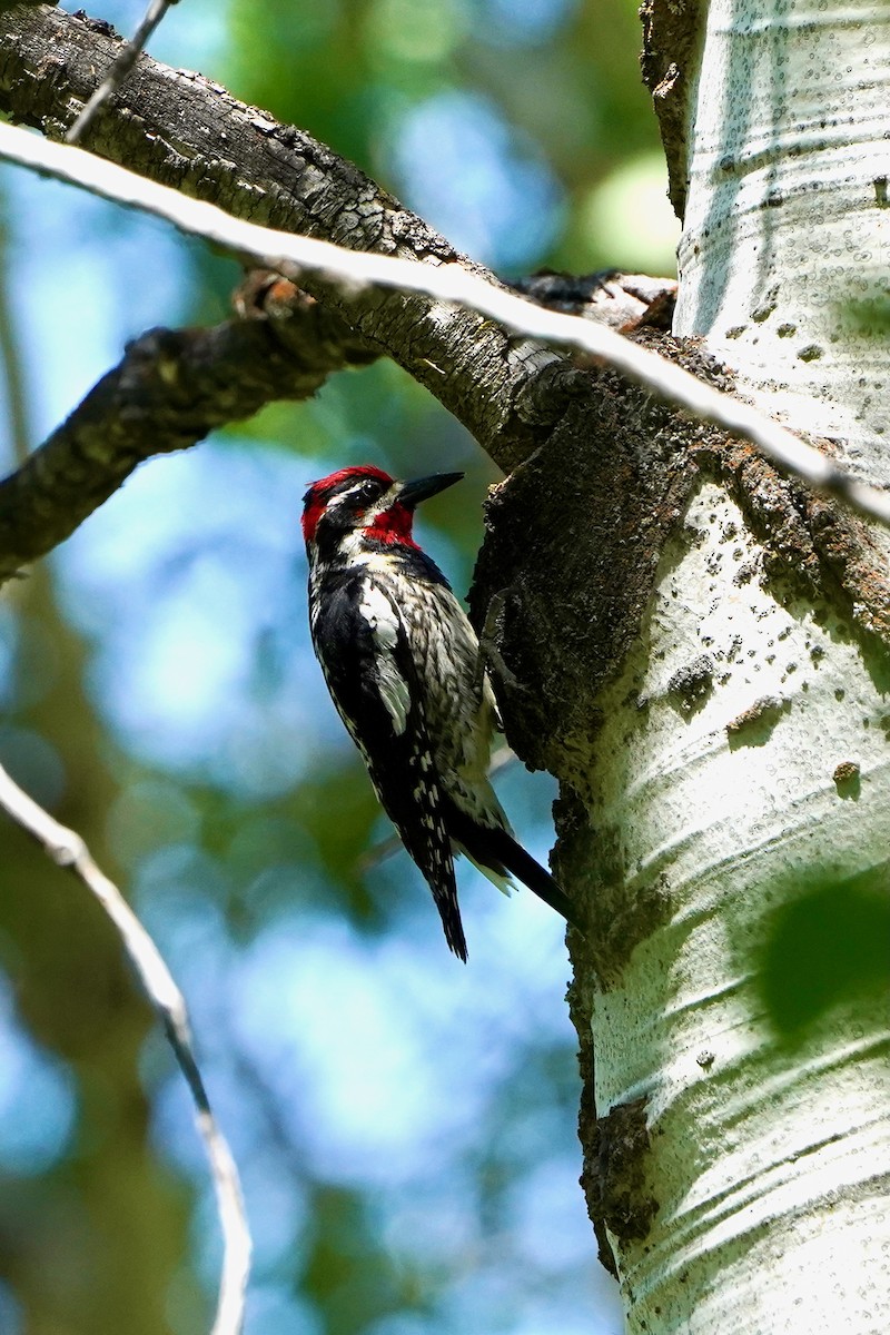 Red-naped Sapsucker - ML638229227