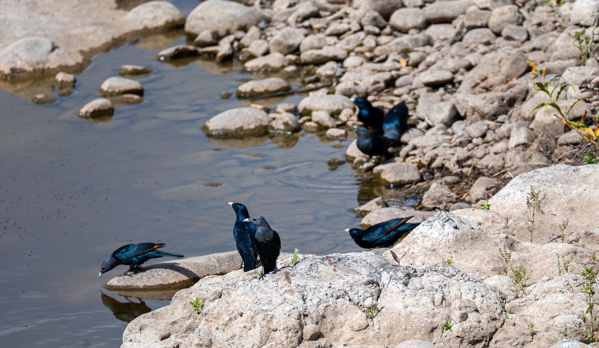 White-billed Starling - ML638229228