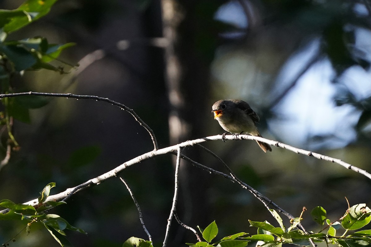 Hammond's Flycatcher - ML638229250