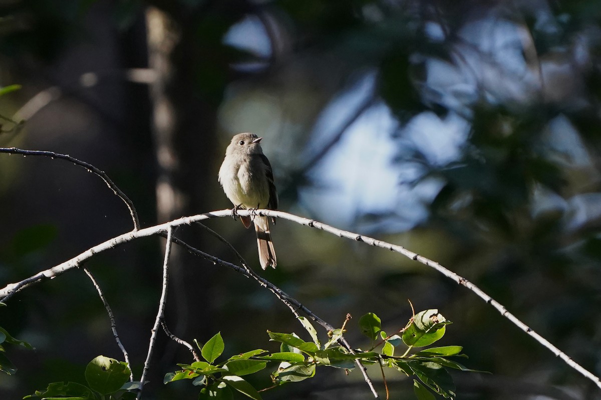 Hammond's Flycatcher - ML638229251