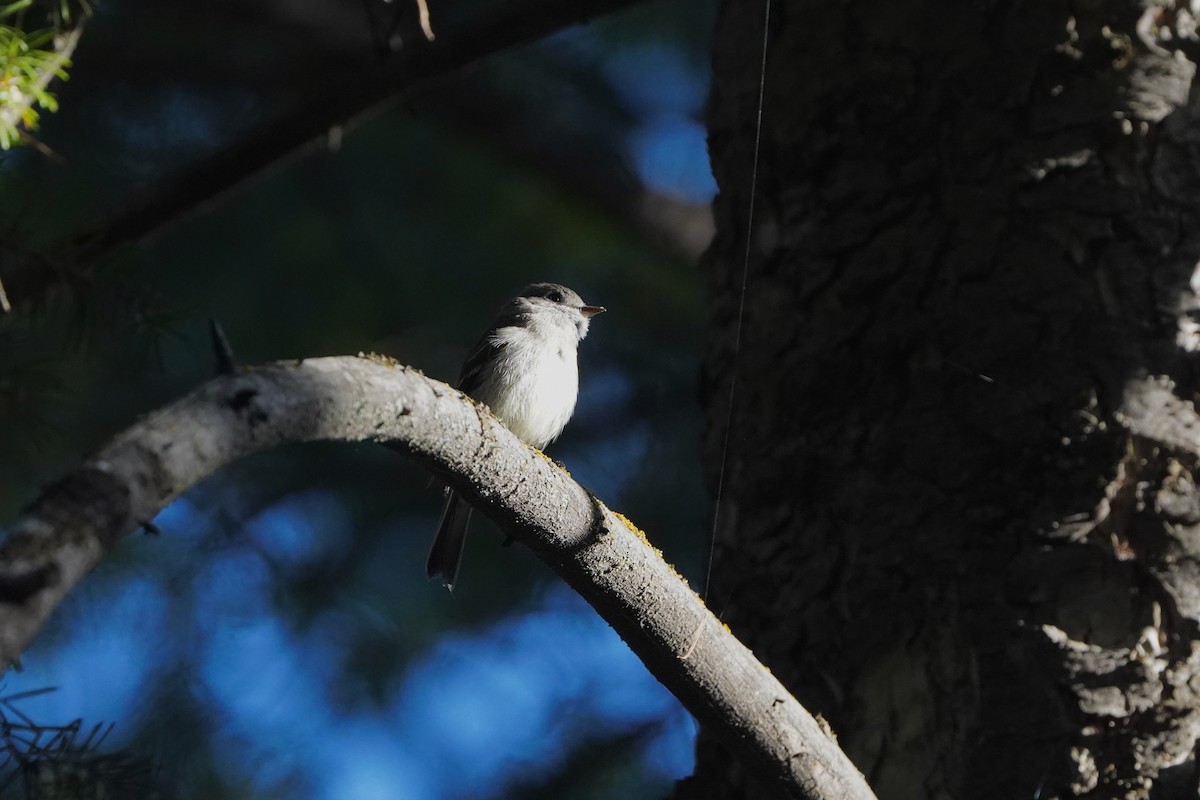Hammond's Flycatcher - ML638229252