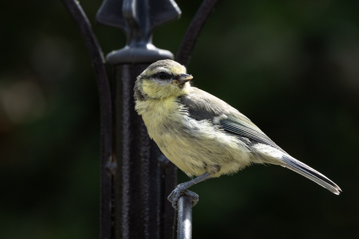 Eurasian Blue Tit - ML638229258