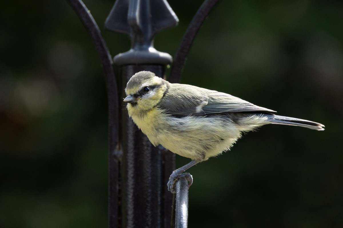 Eurasian Blue Tit - ML638229259