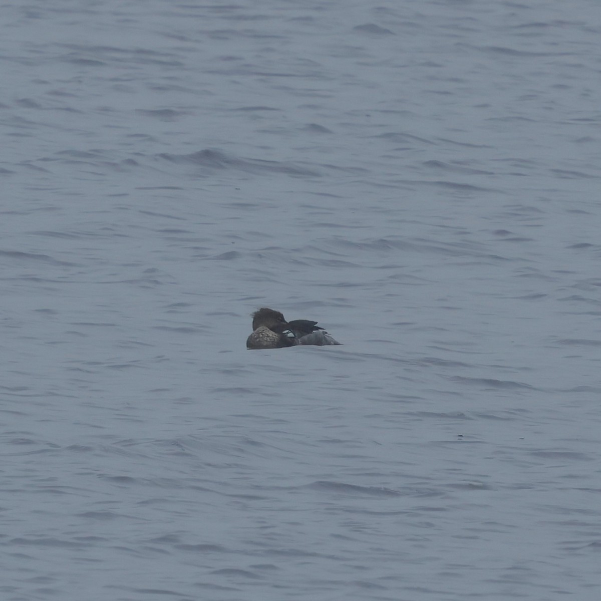 Red-breasted Merganser - ML638229260