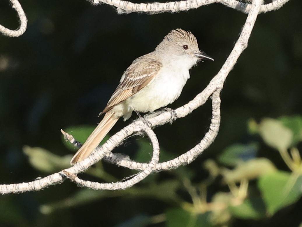Ash-throated Flycatcher - ML638229273