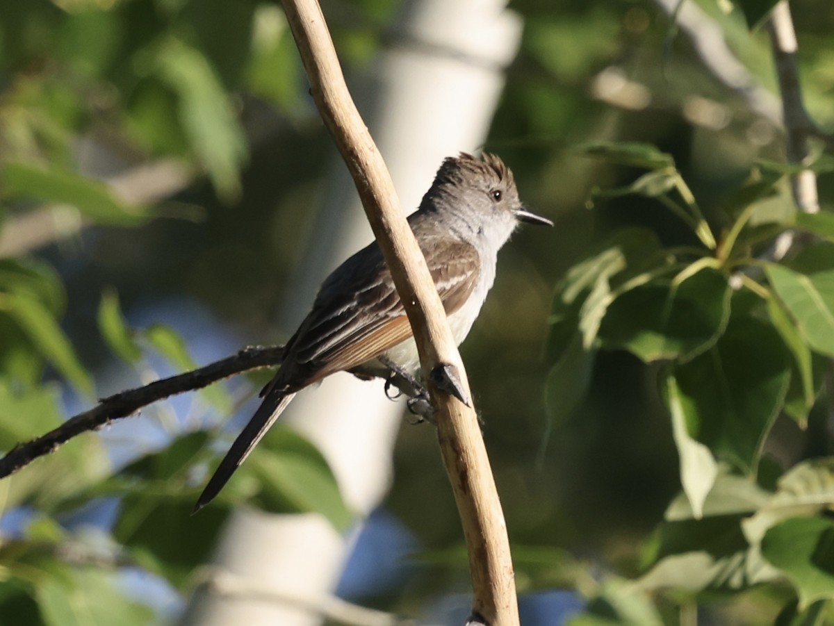 Ash-throated Flycatcher - ML638229274
