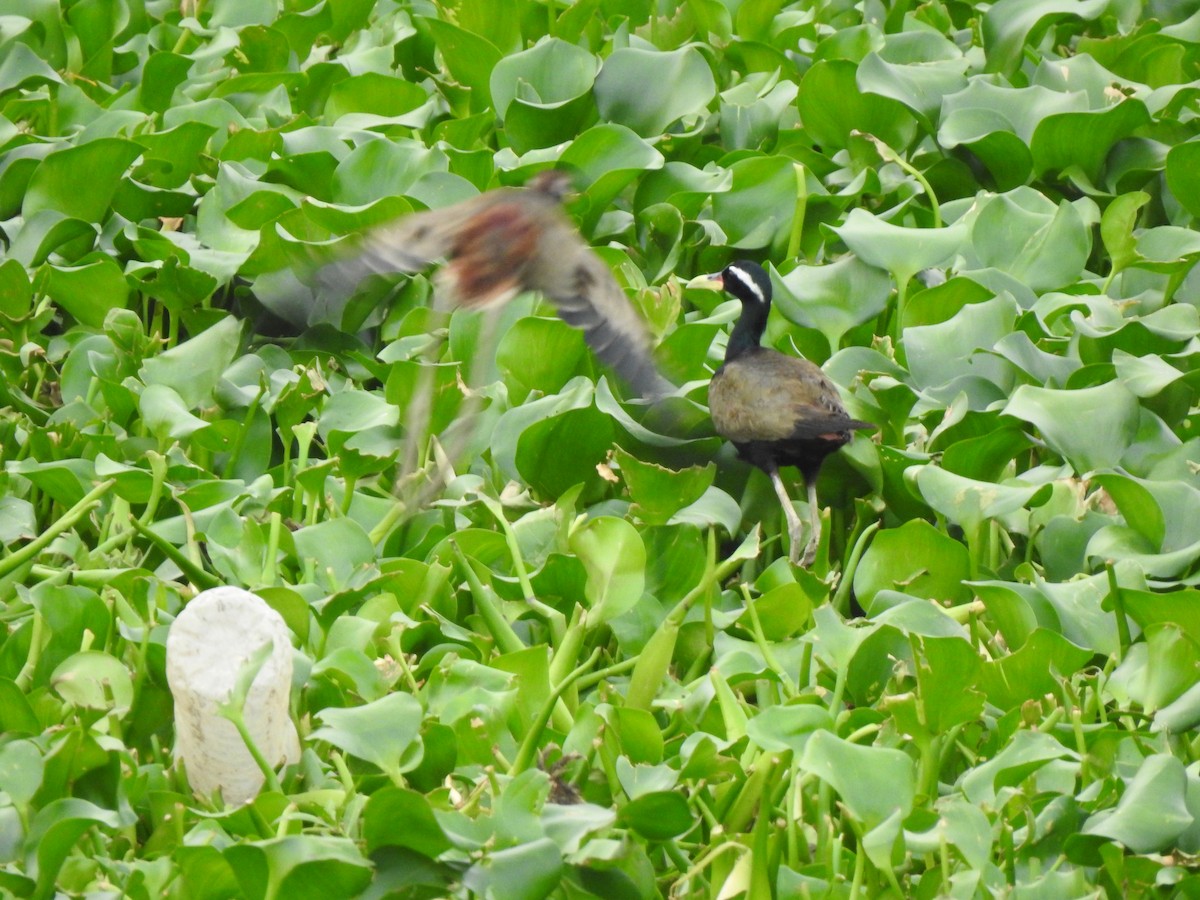 Bronze-winged Jacana - ML638229281