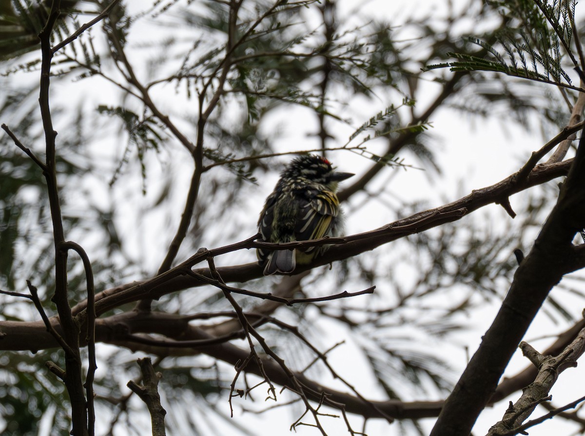 Northern Red-fronted Tinkerbird - ML638229287