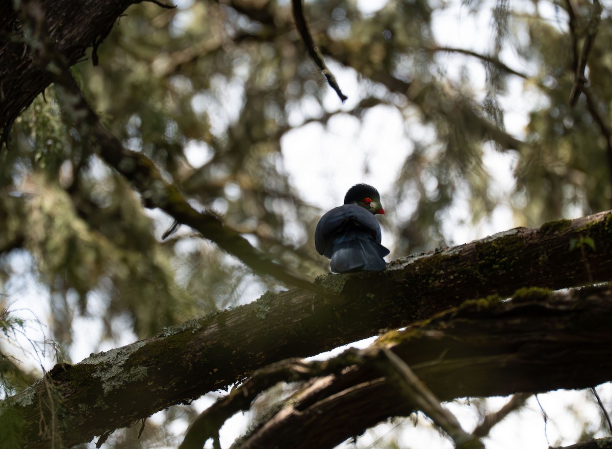 White-cheeked Turaco - ML638229293