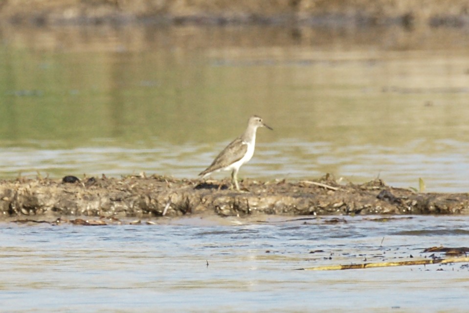 Common Sandpiper - ML638229297