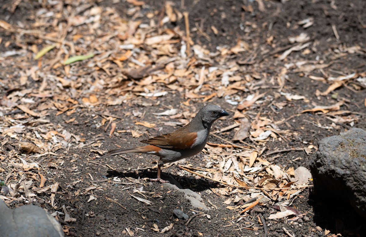 Swainson's Sparrow - ML638229302