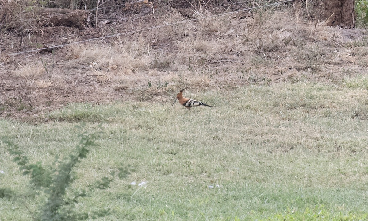 Eurasian Hoopoe (African) - ML638229309
