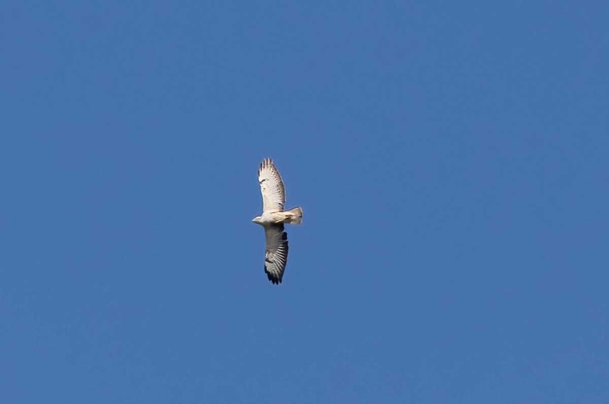 Common Buzzard (Western) - ML638229311