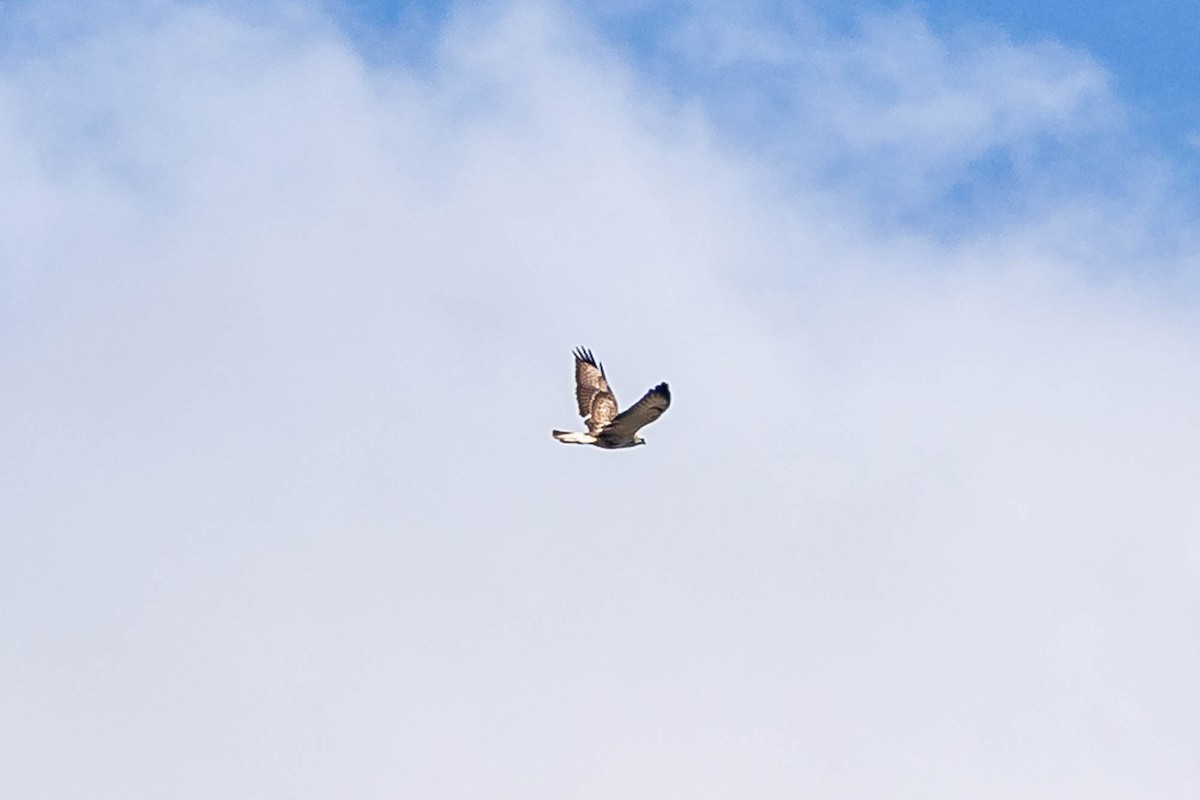 Common Buzzard (Western) - ML638229312