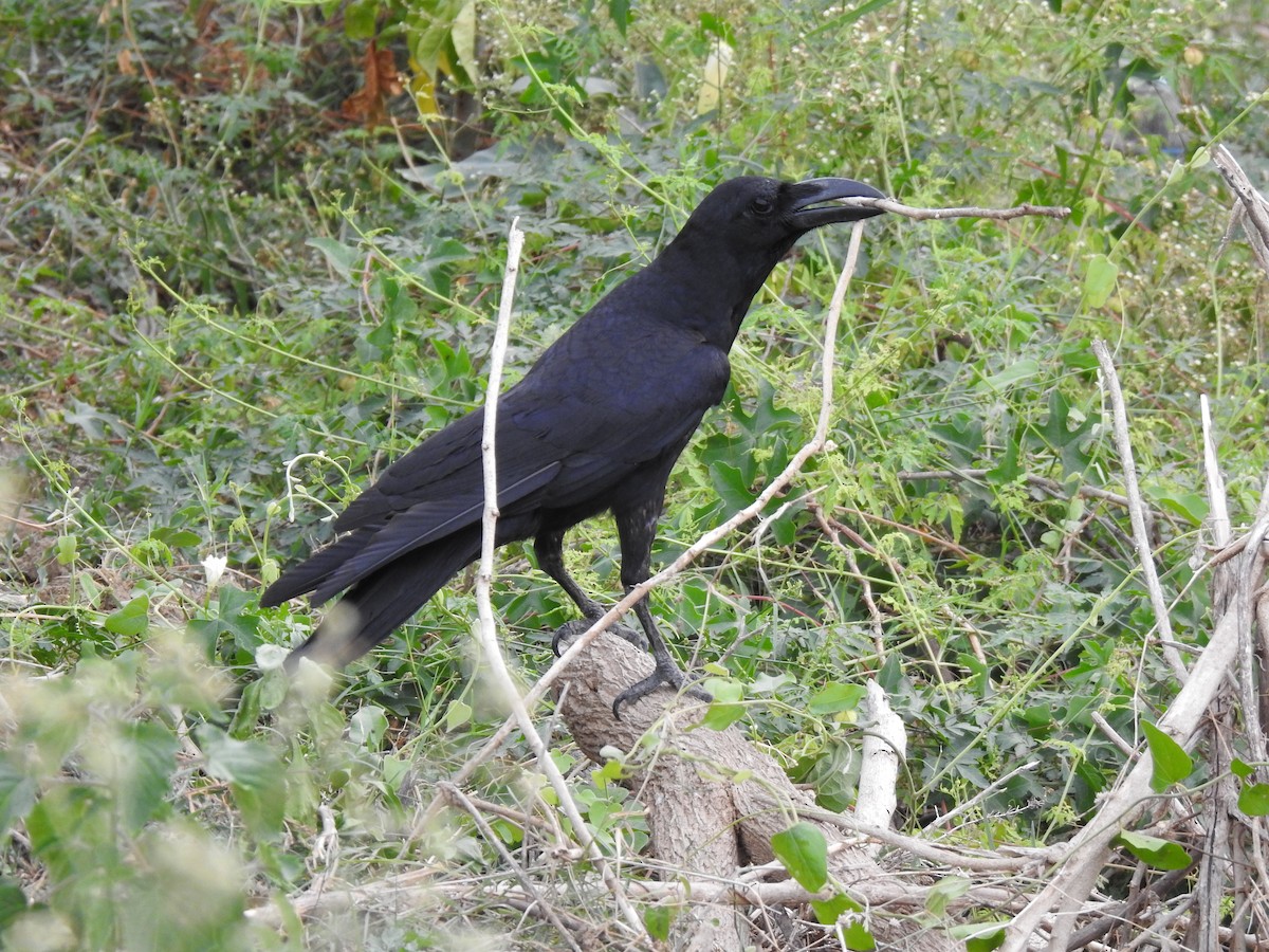 Large-billed Crow - ML638229325