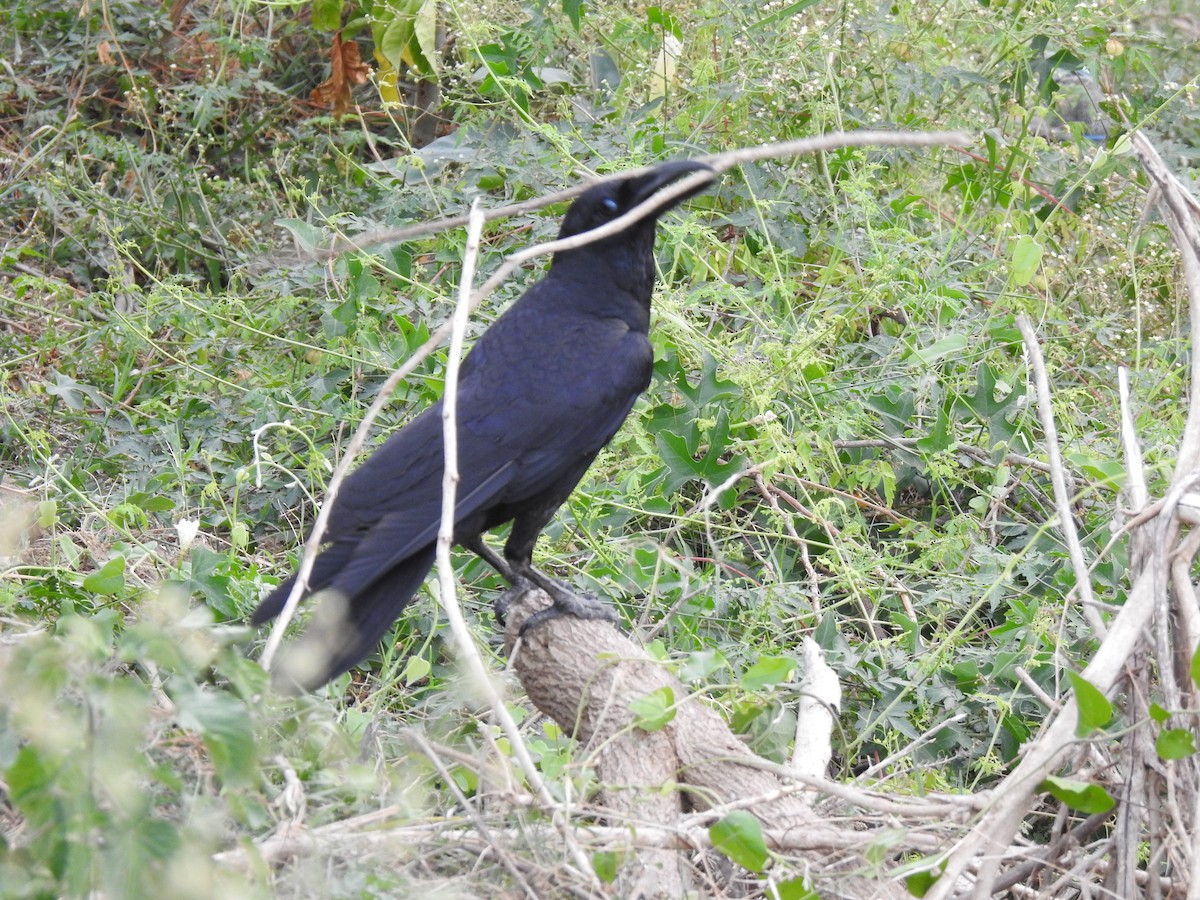 Large-billed Crow - ML638229326