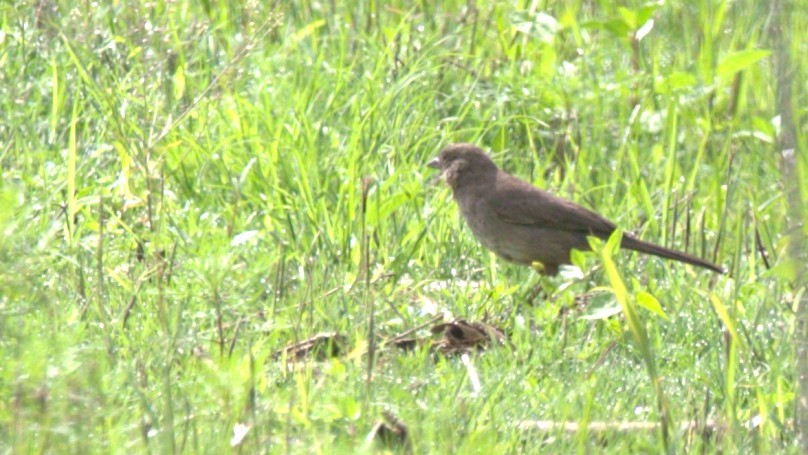 Canyon Towhee - ML638229352